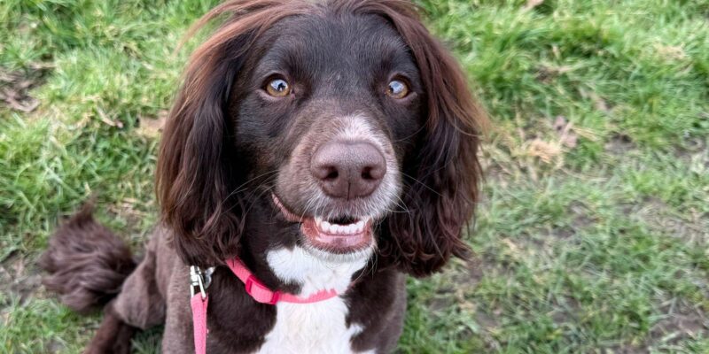 295afb50 236a 11f1 934f 036468834728.jpg Новости BBC кавапу, лабрадудл