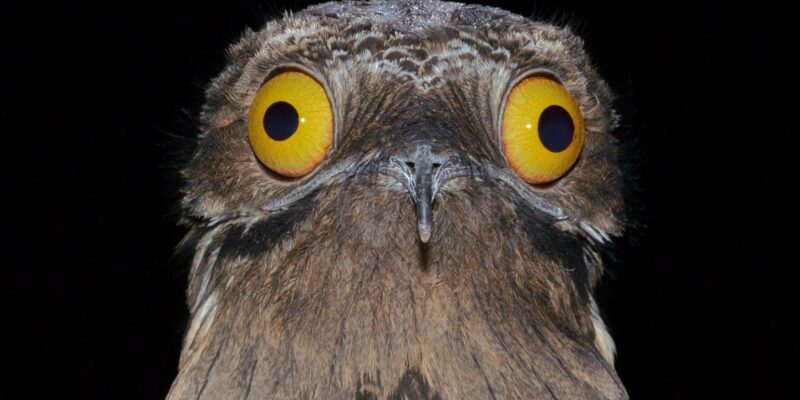 В поисках «птицы-призрака» Южной Америки 1 2a50cbe0 1175 11f1 ba61 2b399c307393.jpg Новости BBC Маурисио Сильвера