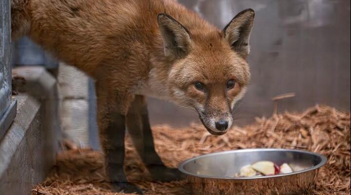 301af9d0 1e2a 11f1 ae25 5d55e47d8760.jpg Новости BBC лис