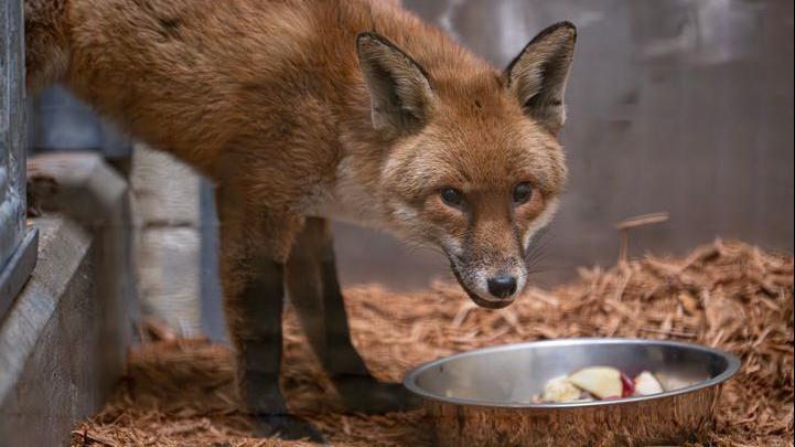 301af9d0 1e2a 11f1 ae25 5d55e47d8760.jpg Новости BBC лис