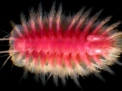 Странные глубоководные существа, которые едят мертвых китов 6 367353a0 213f 11f1 934f 036468834728.png Новости BBC существа