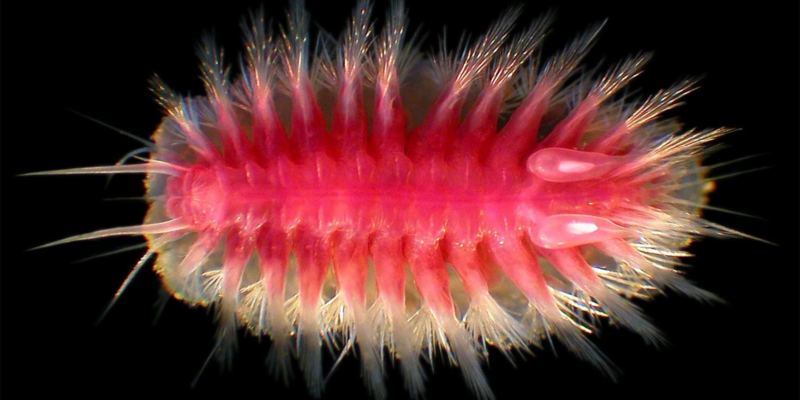 Странные глубоководные существа, которые едят мертвых китов 1 367353a0 213f 11f1 934f 036468834728.png Новости BBC существа