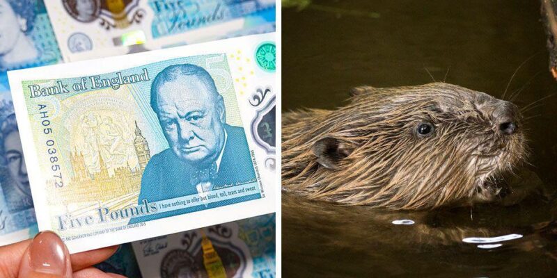 Бобер вместо Черчилля? Политиков в Британии возмутило решение размещать на банкнотах животных, а не исторических деятелей 1 465ef530 1edd 11f1 aadd f59949c448dc.jpg Новости BBC банкноты