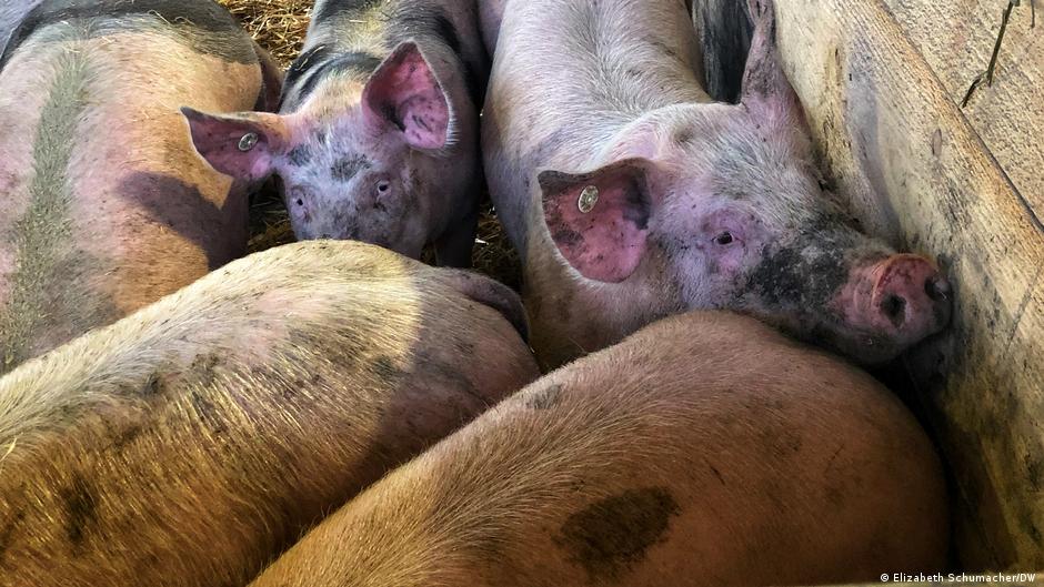64048240 403.jpg Deutsche Welle забой скота