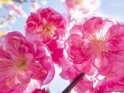 65134301 403.jpg Deutsche Welle сакура