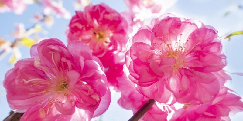 65134301 403.jpg Deutsche Welle сакура