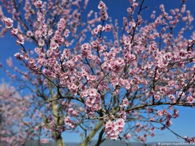 В Германии уже цветет миндаль! Лучшие весенние локации и розовые маршруты 2 68490703 403.jpg Deutsche Welle германия