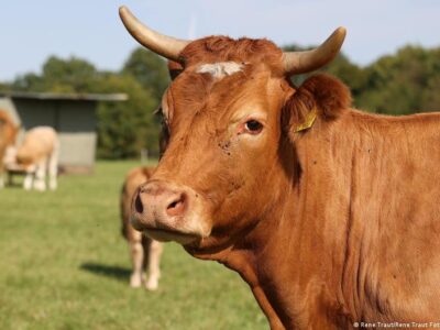 Массовый забой скота в Новосибирской области: власти объявили об "изъятии" на последней ферме 6 74372701 403.jpg Deutsche Welle забой скота