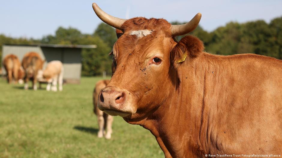 74372701 403.jpg Deutsche Welle забой скота