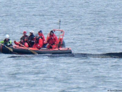 76583227 403.jpg Deutsche Welle горбатый кит, Кит