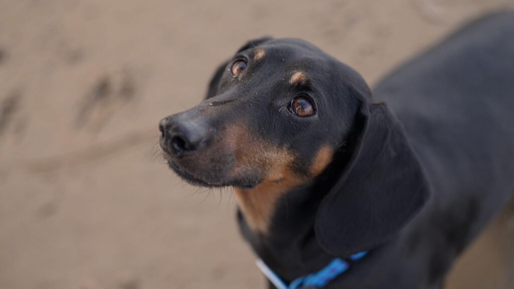 826b3980 2900 11f1 be8b 2136d1c912ba.jpg Новости BBC графство Сомерсет, собака