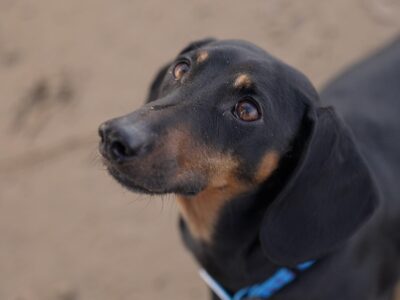 Ученые: собака стала лучшим другом человека гораздо раньше, чем считалось прежде 2 826b3980 2900 11f1 be8b 2136d1c912ba.jpg Новости BBC графство Сомерсет, собака