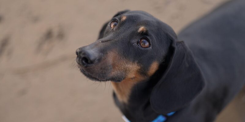 Ученые: собака стала лучшим другом человека гораздо раньше, чем считалось прежде 1 826b3980 2900 11f1 be8b 2136d1c912ba.jpg Новости BBC графство Сомерсет, собака