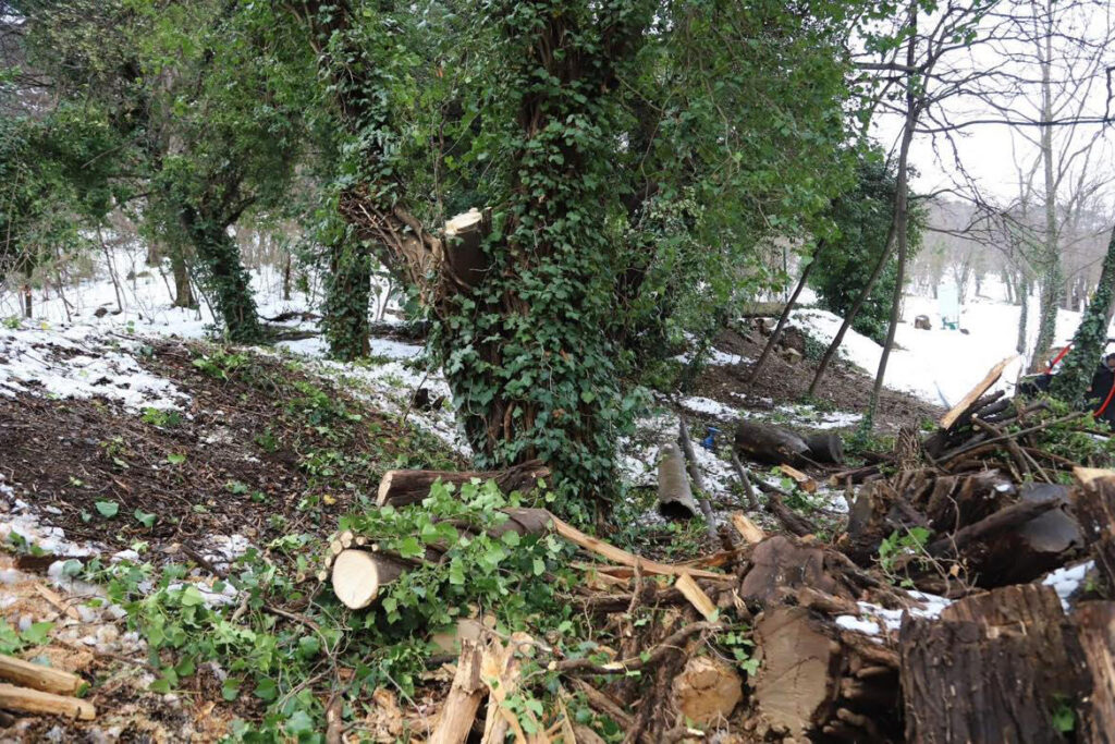 botanikuri1 новости снегопад, Тбилисский ботанический сад