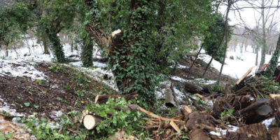 Ботанический сад в Тбилиси временно закрыт для посетителей 2 botanikuri1 новости снегопад, Тбилисский ботанический сад