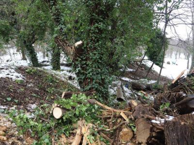 botanikuri1 новости снегопад, Тбилисский ботанический сад