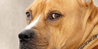 bulterier 1 новости бультерьер, кане-корсо, премьер Грузии, собаки в Грузии, стаффордширский бультерьер, указ премьера, хаски