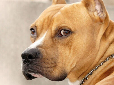 bulterier 1 новости бультерьер, кане-корсо, премьер Грузии, собаки в Грузии, стаффордширский бультерьер, указ премьера, хаски