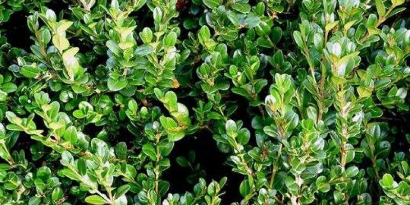 bza новости верба, Национальное агентство лесного хозяйства, Пасха, самшит, самшит колхидский, самшитовая огнёвка