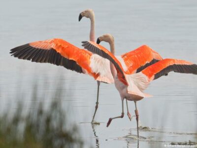 76000482 403.jpg Deutsche Welle фламинго