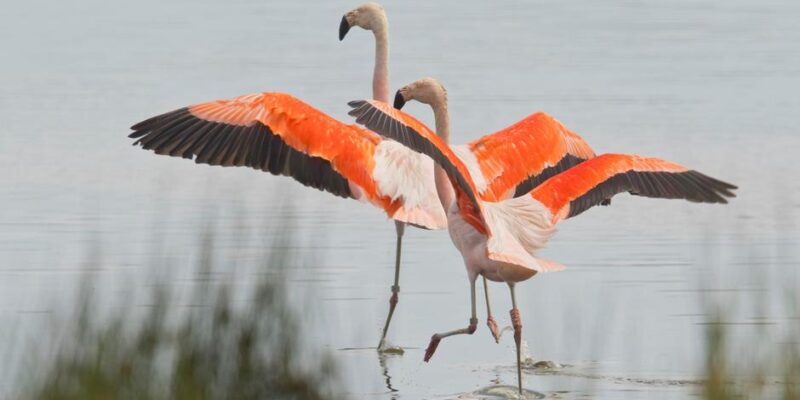 76000482 403.jpg Deutsche Welle фламинго