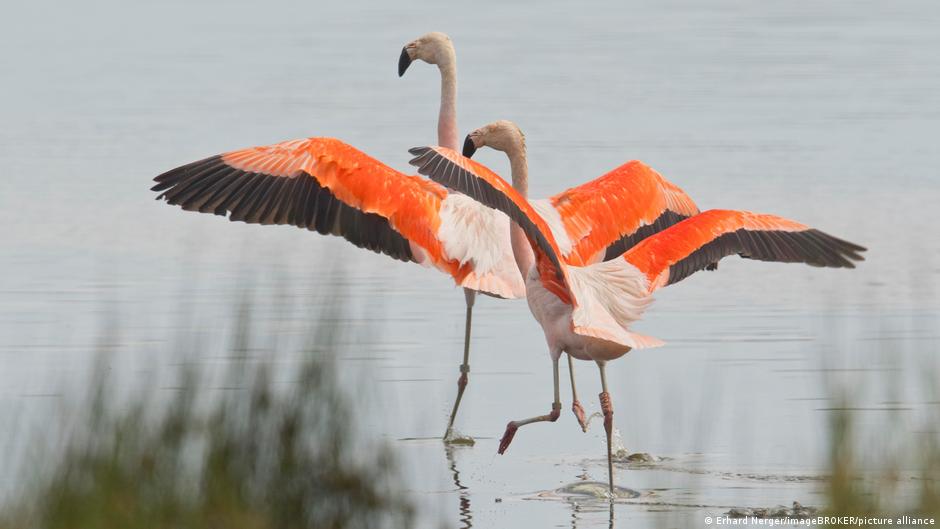 76000482 403.jpg Deutsche Welle фламинго