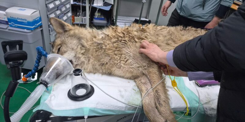 abeccb00 39f1 11f1 92bc b9005df71ed3.jpg BBC News Русская служба волк