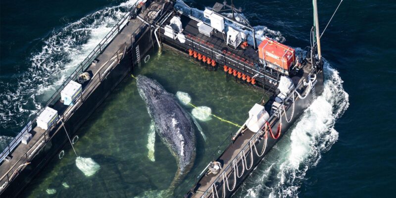 Горбатый кит внутри баржи