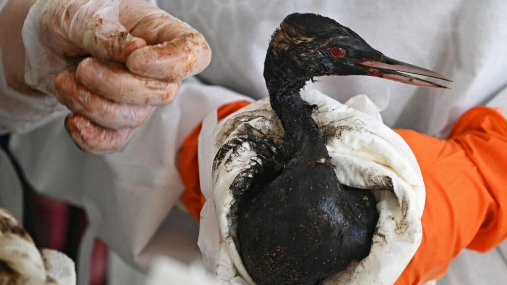 cabe5a60 3750 11f1 a12e 891a94889568.jpg Новости BBC Анапа