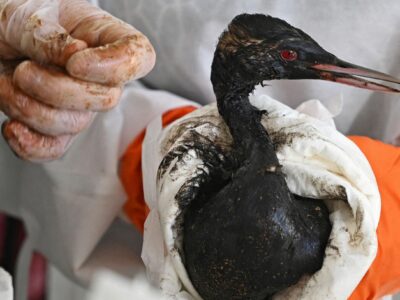 Новый разлив. Под Анапой вновь находят перепачканных птиц и загрязненный песок 2 cabe5a60 3750 11f1 a12e 891a94889568.jpg Новости BBC Анапа