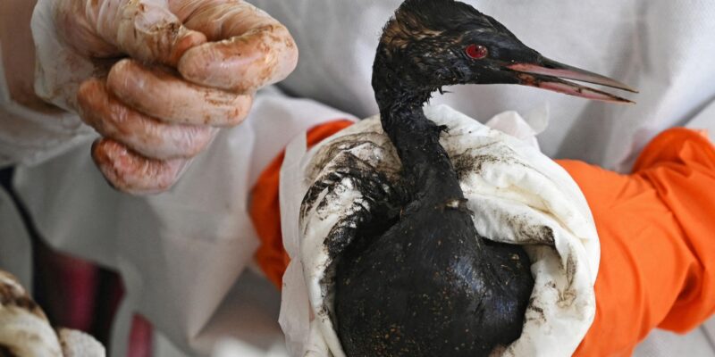 cabe5a60 3750 11f1 a12e 891a94889568.jpg Новости BBC Анапа