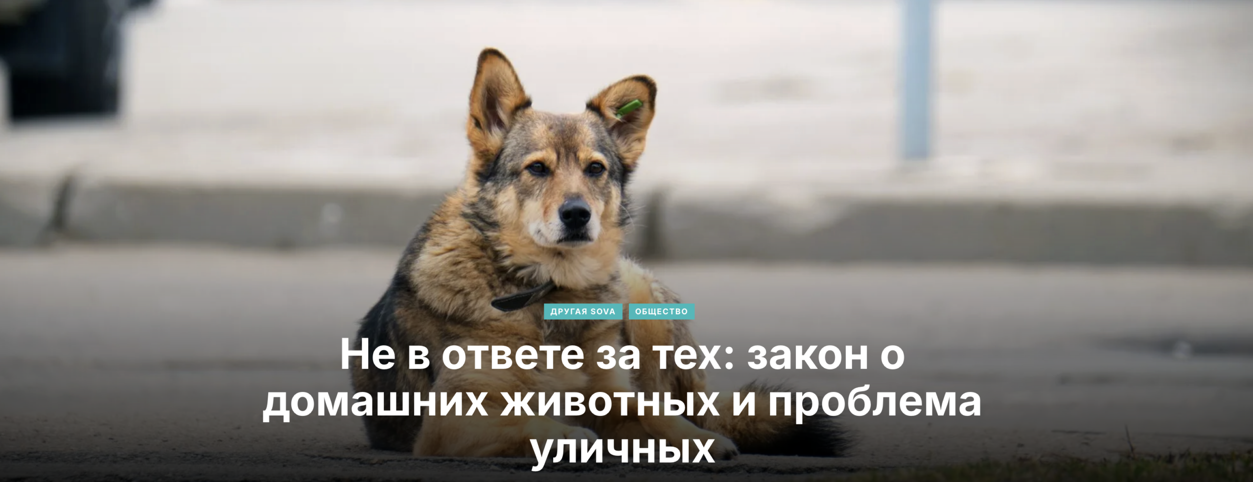 snimok ekrana 2026 04 02 v 23.07.19 scaled общество featured, бездомные собаки, Тамаз Элизбарашвили