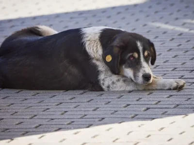 sobaka новости бездомные собаки, бродячие собаки, собаки в Грузии
