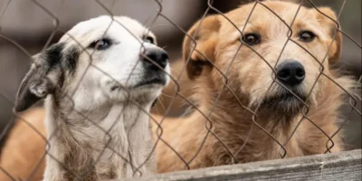 В Нацагентстве продовольствия опровергли информацию о убое бездомных собак 3 sobaki новости бездомные собаки, бродячие собаки, Национальное агентство продовольствия, собаки в Грузии