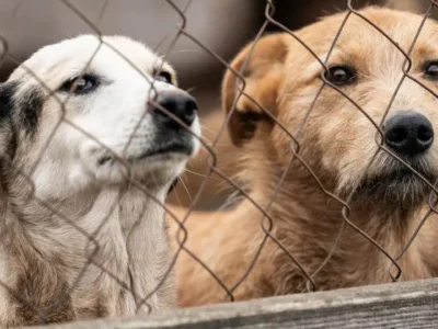 sobaki новости бездомные собаки, бродячие собаки, Национальное агентство продовольствия, собаки в Грузии