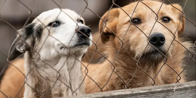 sobaki новости бездомные собаки, бродячие собаки, Национальное агентство продовольствия, собаки в Грузии