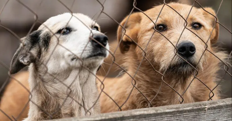 sobaki новости бездомные собаки, бродячие собаки, Национальное агентство продовольствия, собаки в Грузии
