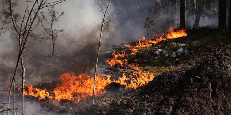 В Чернобыльской зоне вспыхнул масштабный пожар после российской атаки 1 77094719 403.jpg Deutsche Welle пожар