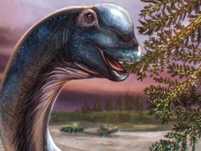Artist reconstruction of the Nagatitan, a dark blue long-necked dinosaur eating leaves from a tree.