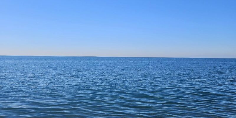 About 40 dolphins washed ashore on the Georgian coast in two months 1 more chernoe News