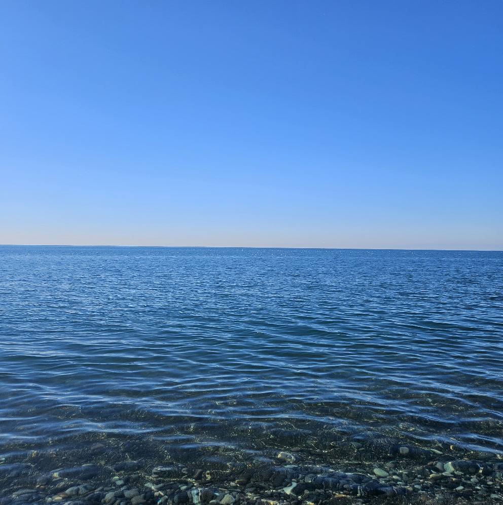 About 40 dolphins washed ashore on the Georgian coast in two months 1 more chernoe News