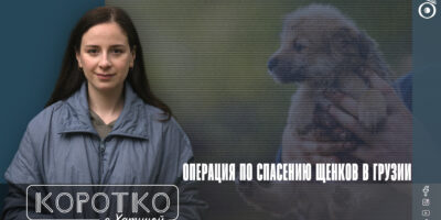 konji shorts thumbnale youtube 6 политика featured, Агентство мониторинга животных, бродячие животные, бродячие собаки